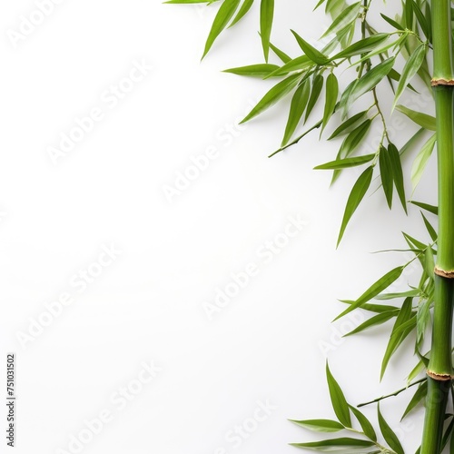 Green bamboo on white background  copy space  space for text