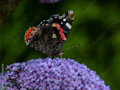 red admiral on butterfly bush photo