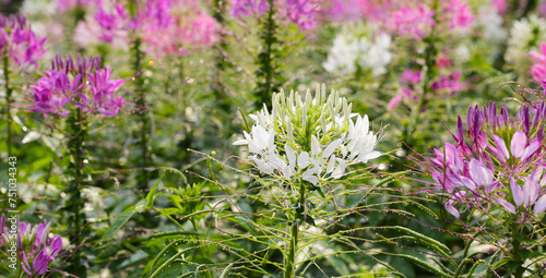 Cleome spinosa flower in the park