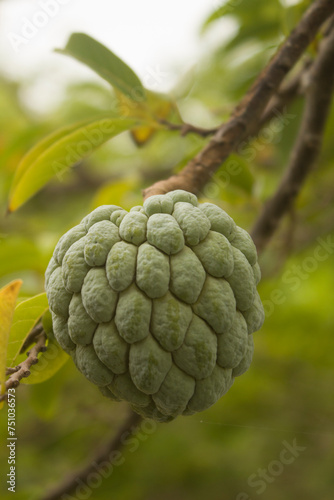 Jamaican Custard Apple photo