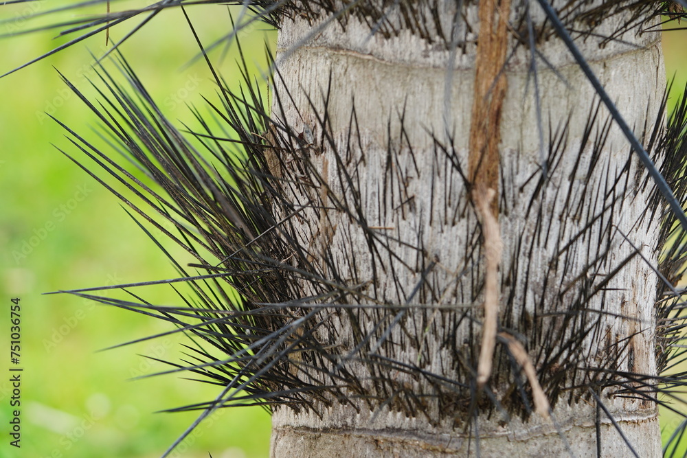 Tree trunk of Tucuma palm with long spines (Astrocaryum aculeatum). Near Iranduba Orla do Rio Negro, Manaus, Brazil. Tree trunk of Tucuma palm with long spines (Astrocaryum aculeatum). Near Iranduba Orla do Rio Negro, Manaus, Brazil.