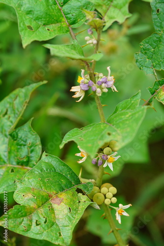 Solanum plant with flowers and small fruits, rare and with medicinal properties. (Solanaceae family). Here a flowering plant with fruits at the edge of the Amazon rainforest. Iranduba, Manaus, Brazil.