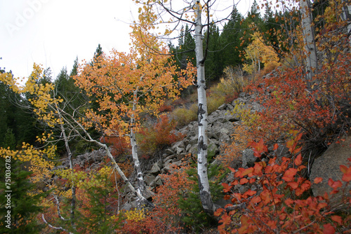 autumn colors on deciduous apsen or birch trees growing in a rock slide in the forest photo