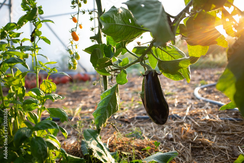 Organic eggplant photo