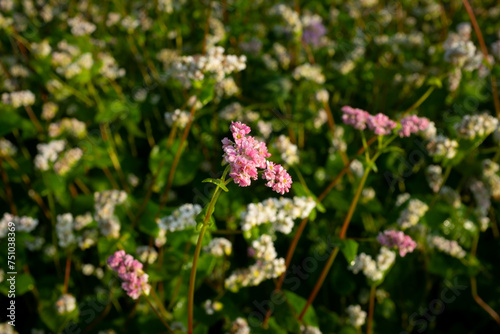 Pink buckwheat
