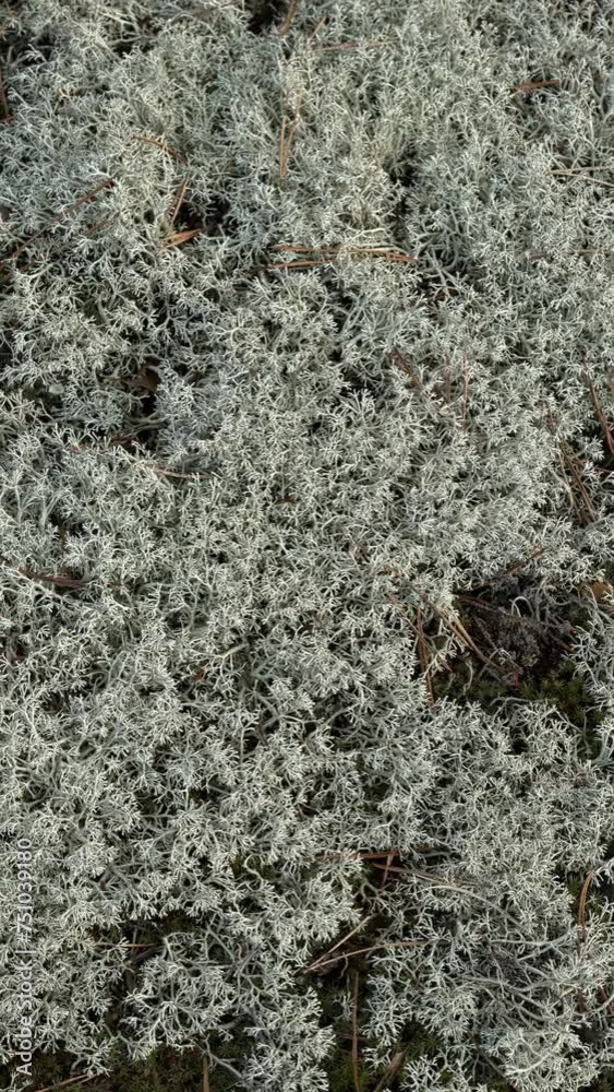 Silver-white reindeer lichen in a snowless winter in a Polish forest. Abstract background texture. Camera slide.Vertical video. Silver-white reindeer lichen in a snowless winter in a Polish forest. Abstract background texture. Camera slide.Vertical video.