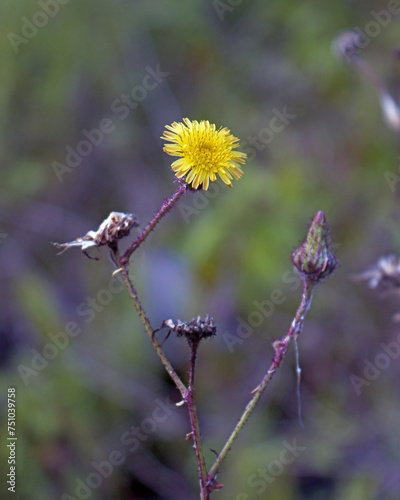 Sonchus oleraceus, commonly known as common sowthistle, smooth sow thistle, milky tassel or milk thistle. photo