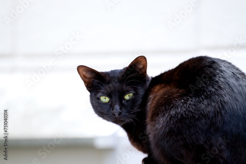 後ろを振り向いた黒猫
