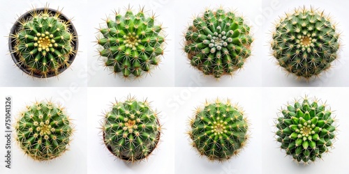 cactus top view plant isolated on white background for design collection