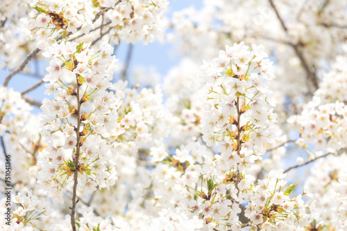 Cherry blossoms in the park in spring