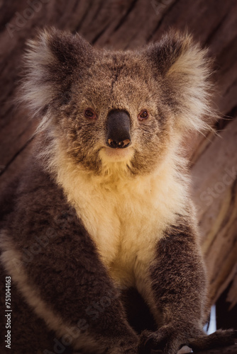 Photography koala portrait in a tree