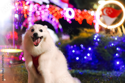 Dog with Festive Lights photo