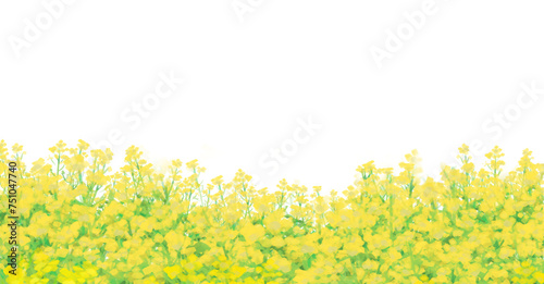 Fototapeta Naklejka Na Ścianę i Meble -  菜の花畑　背景素材　野原　シンプル　白背景　透過　横長