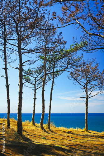 Summer sea landscape with pine-trees. Crimea, Ukraine