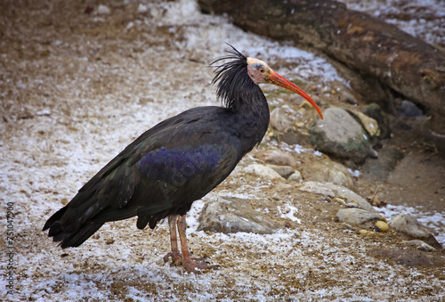 Black Ibis bird © katatonia