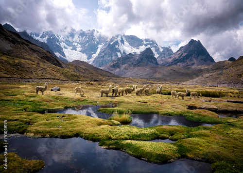 A herd of Alpacas in epic Peruvian highland scenery photo