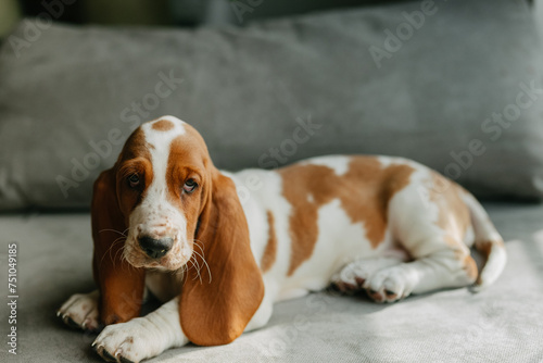 basset hound photo