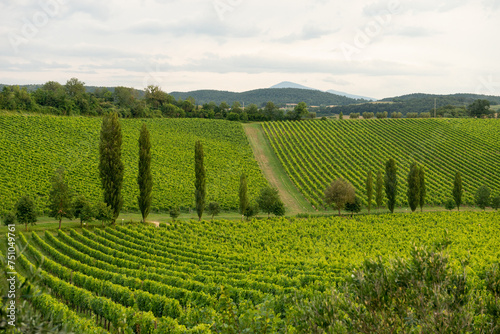 Vineyard in the Tuscan region of Italy photo