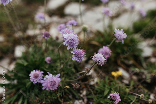 Wild purple flower photo