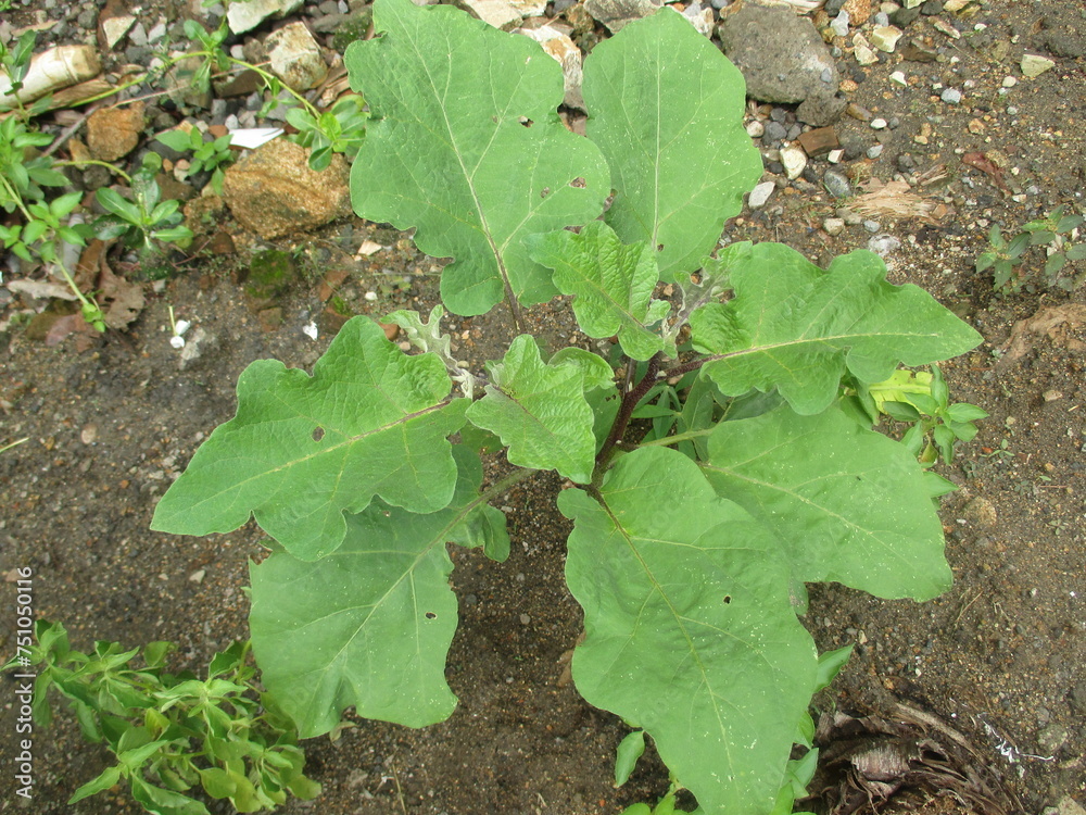 eggplant trees that grow abundantly in front of the house eggplant trees that grow abundantly in front of the house