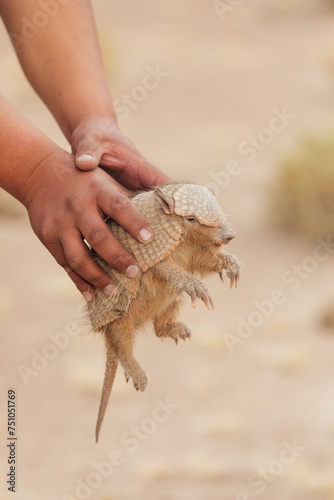 Man holds small armadillo in Bolivia photo