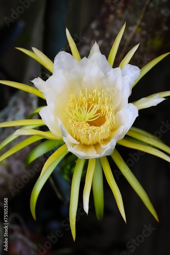 A close up shot of beautiful Dragon Fruit flower in natural light.