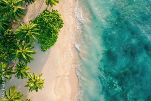 Tropical beach with palm trees and sea - Aerial view of a serene tropical beach with lush palm trees, clear turquoise sea, and white sandy shore inviting tranquility