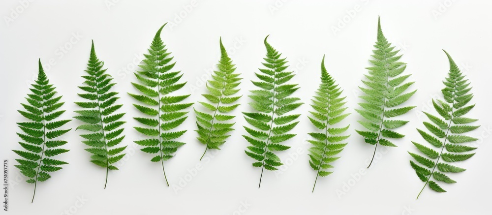A straight row of vibrant green fern leaves is neatly arranged against a pure white background. The leaves are lush and healthy, creating a striking contrast against the bright backdrop.