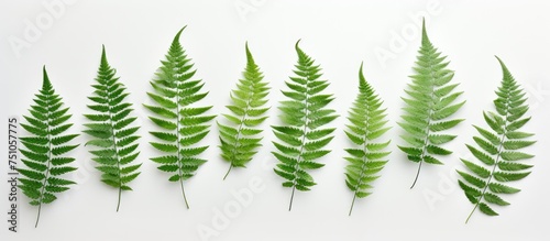 A straight row of vibrant green fern leaves is neatly arranged against a pure white background. The leaves are lush and healthy  creating a striking contrast against the bright backdrop.