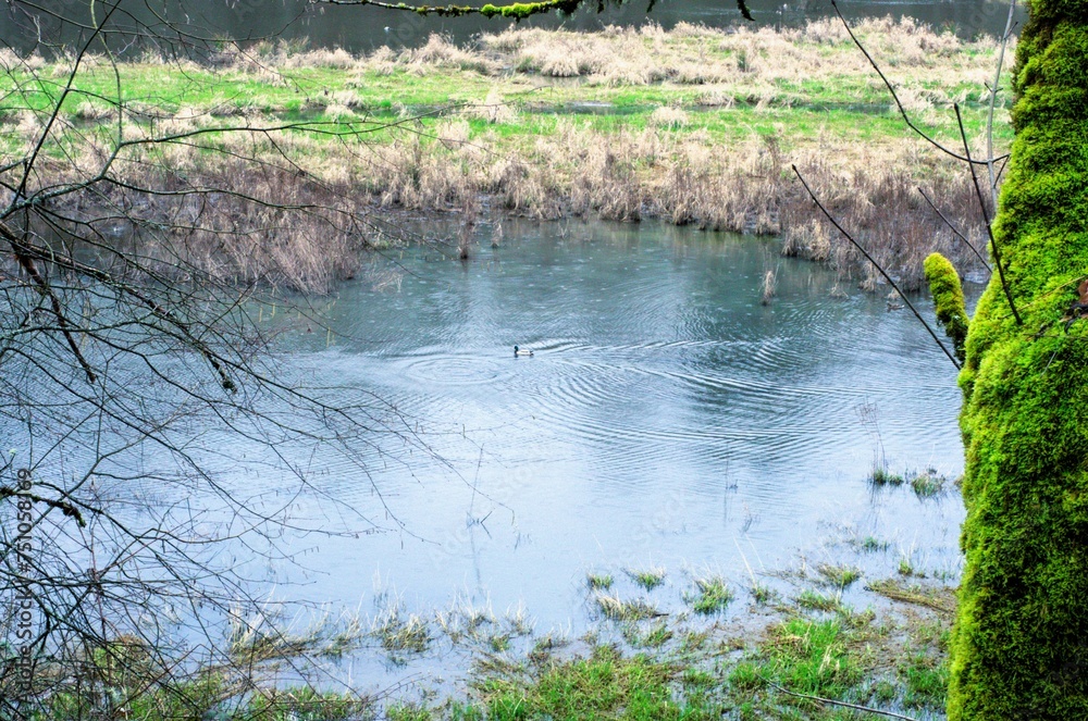 View of pool of water with a mallard floating in it and other grasses in a wetland area as seem from between mossy trees. View of pool of water with a mallard floating in it and other grasses in a wetland area as seem from between mossy trees.