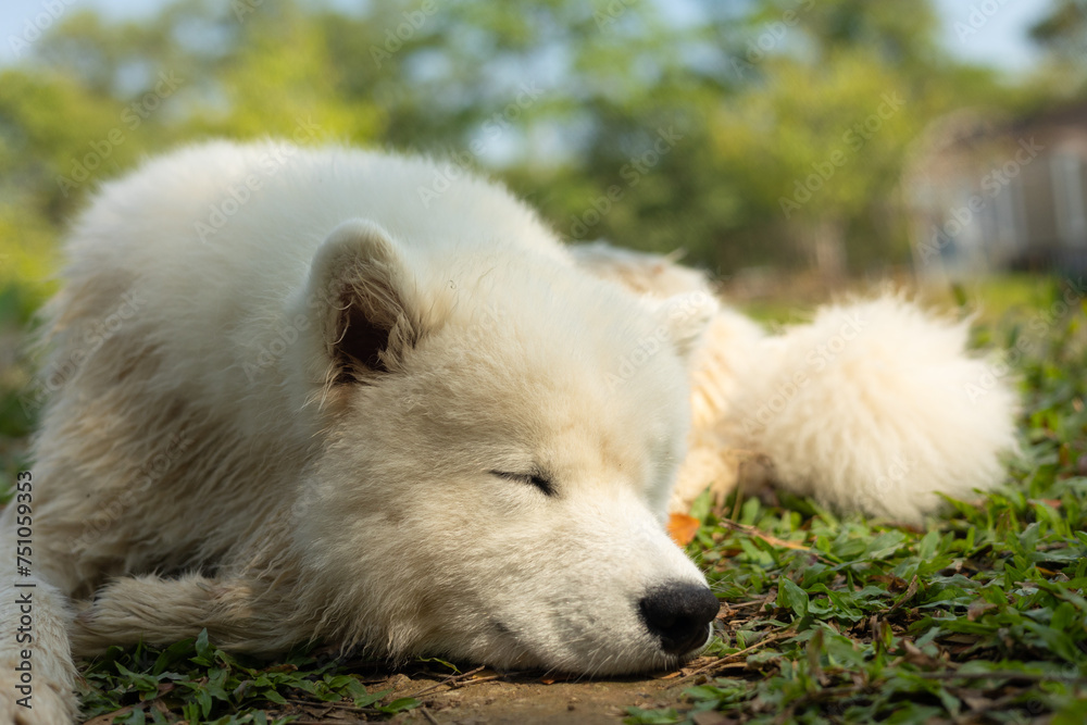 Face close up of adorable purebred dog, samoyed, with white fluffy fur who is laying down alone on grass outdoor in park with relaxation and comfortable under sunlight for his nap and rest. Face close up of adorable purebred dog, samoyed, with white fluffy fur who is laying down alone on grass outdoor in park with relaxation and comfortable under sunlight for his nap and rest.