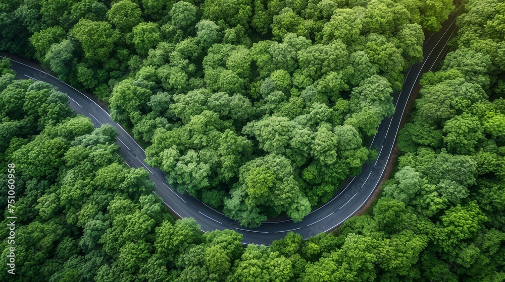Aerial view of green forest with road