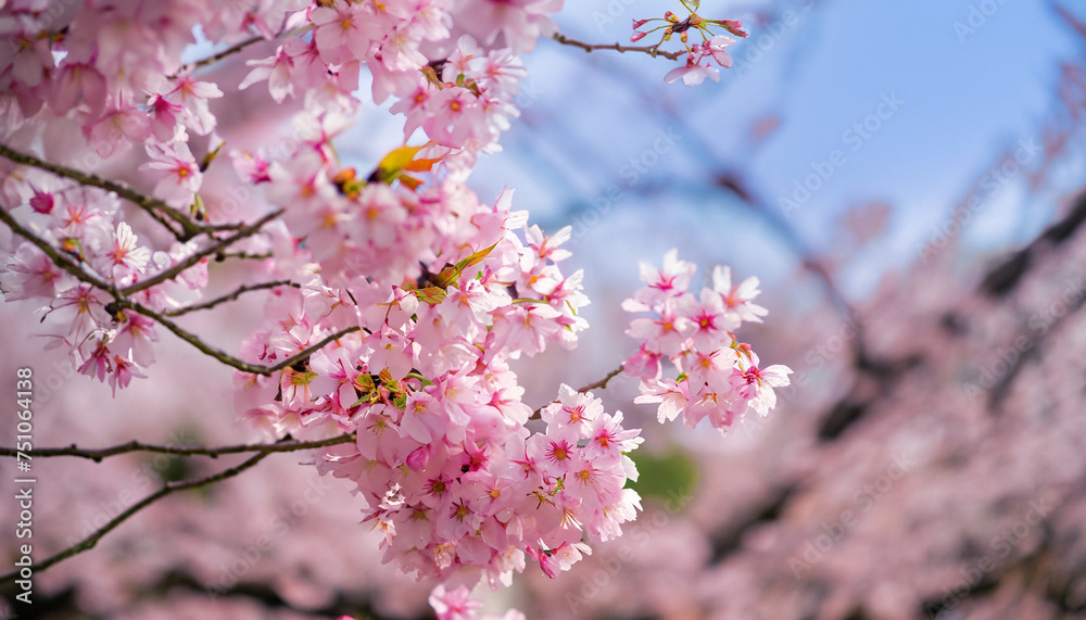 Soft focus Beautiful pink cherry blossom, Sakura flower at full bloom in Japan Soft focus Beautiful pink cherry blossom, Sakura flower at full bloom in Japan