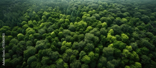 An aerial perspective showcasing a dense forest filled with towering trees and abundant foliage, creating a captivating view of natures beauty from above.