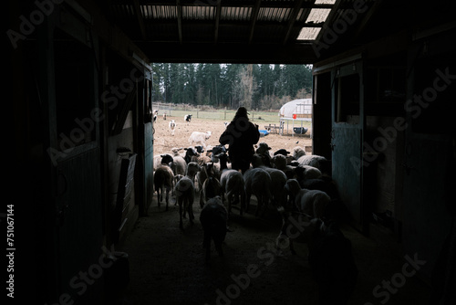 Silhouette Of A Farmer Herding Sheep From A Barn To The Outdoors photo