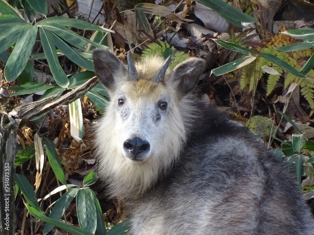 Fototapeta premium 二ホンカモシカ