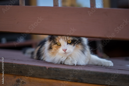 Fototapeta Naklejka Na Ścianę i Meble -  Cute Fluffy Face Of Calico Cat