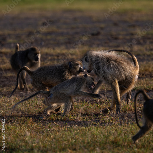 fighting baboons