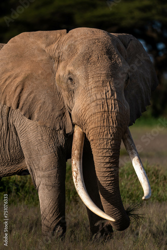 male elephant with huge tusks in kenya
