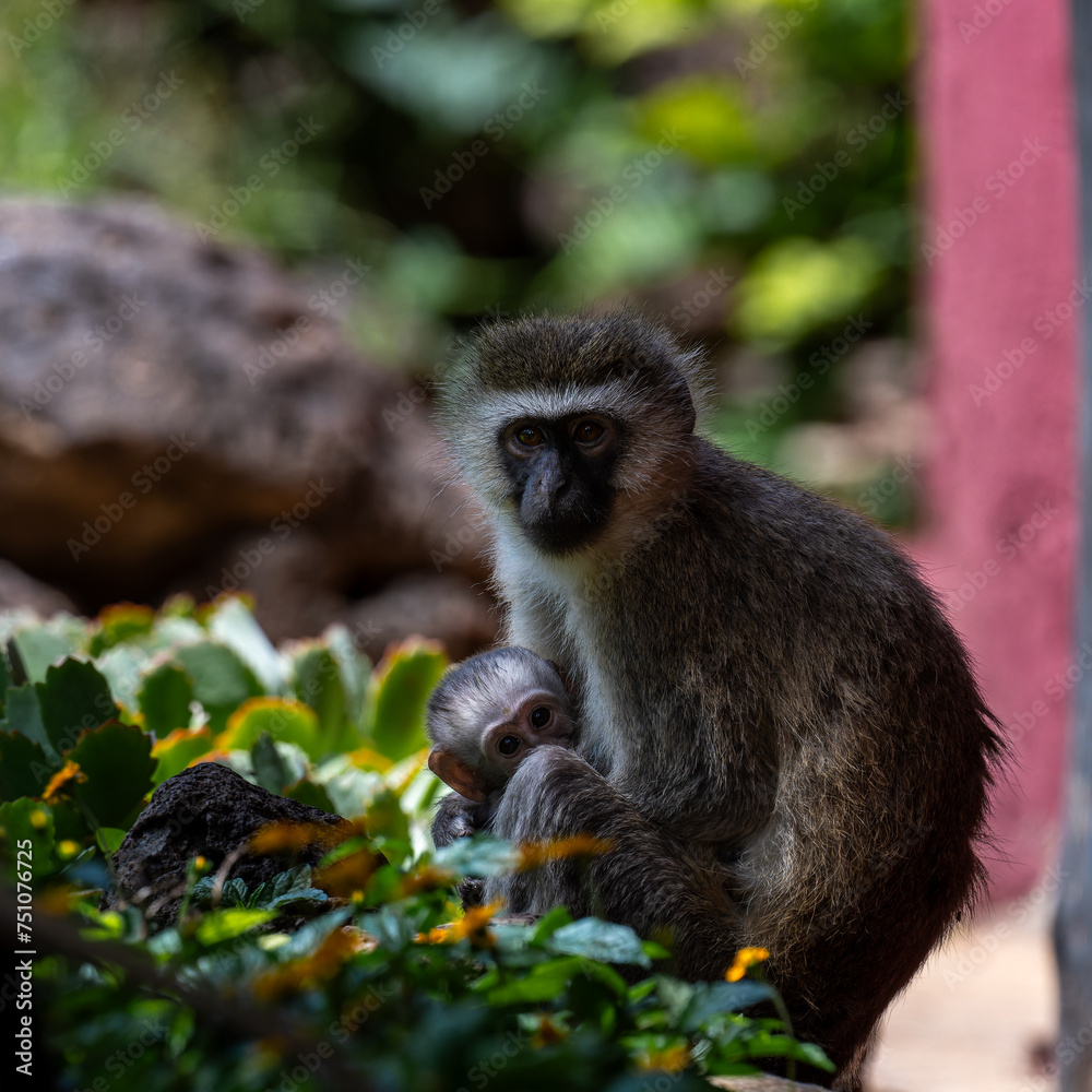 vervet monkey baby with the mother