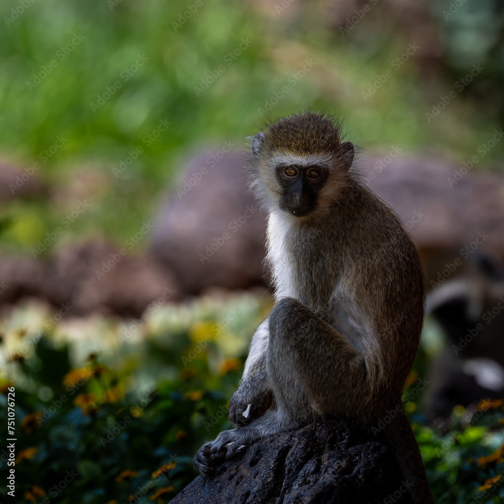 vervet monkey in the grass vervet monkey in the grass