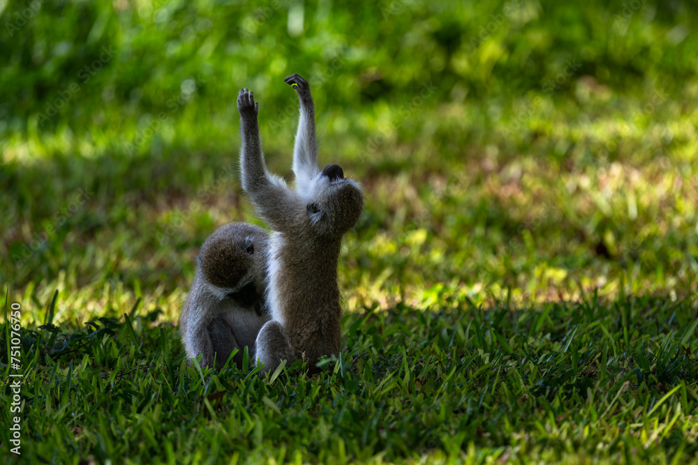 Фотография vervet monkey in the grass