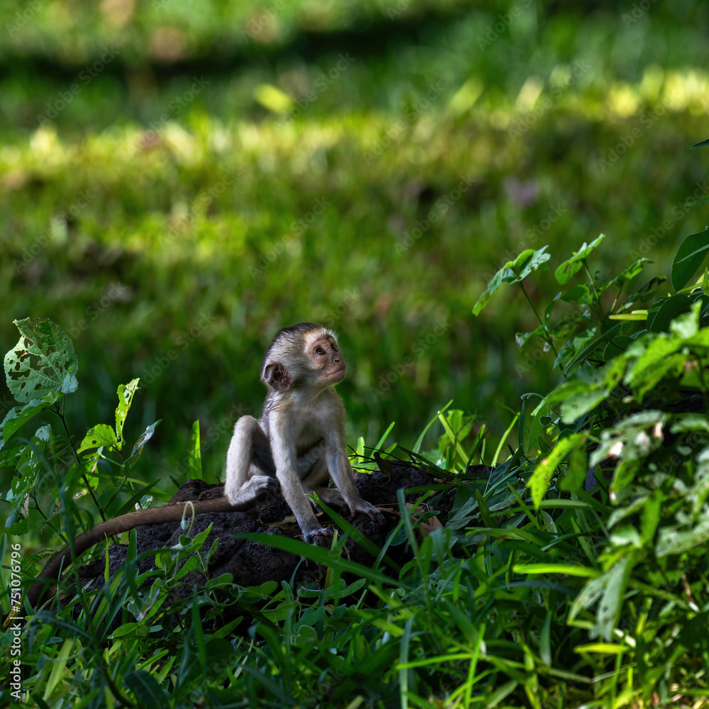 Obraz premium baby vervet monkey in kenya