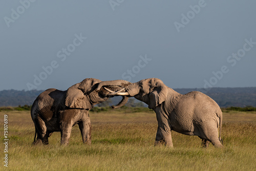 Photography elephants greeting eath others in the savannah