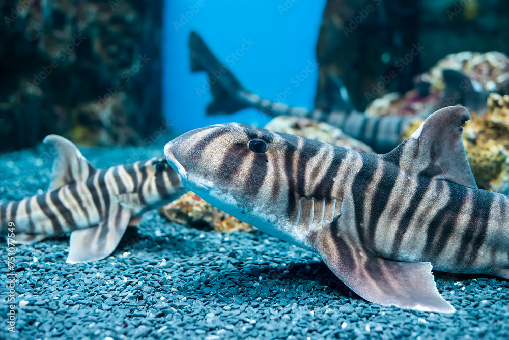 Obraz na plátně Zebra bullhead shark (Heterodontus zebra) swimming in the sea