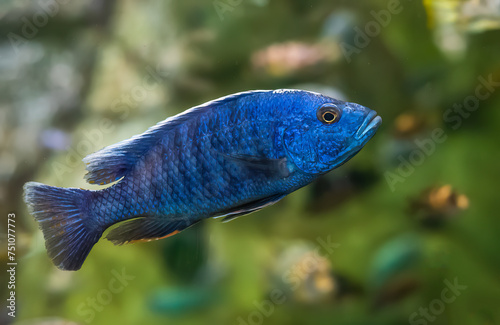 The electric blue hap (Sciaenochromis ahli) in aquarium in Thailand