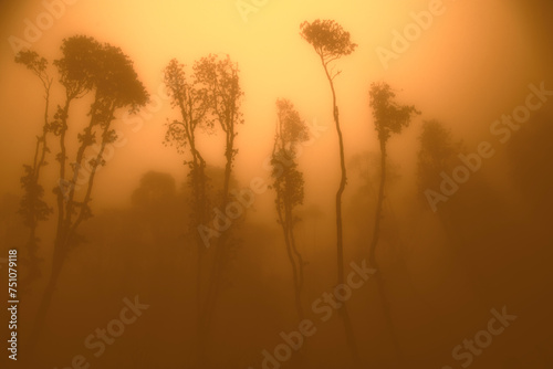 Yellow foggy warm weather photo