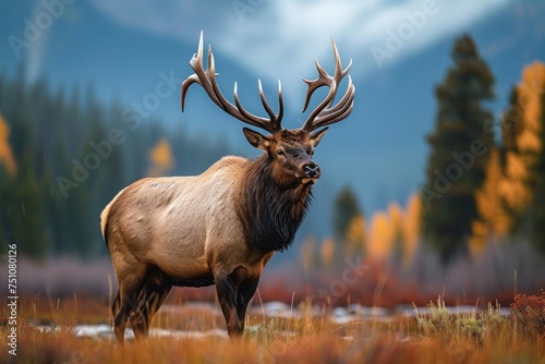 Solitary bull elk with impressive antlers standing in an autumnal grassland with mountain backdrop at twilight  Generative AI 