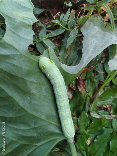 caterpillars eating leaves