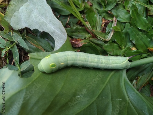 caterpillars eating leaves